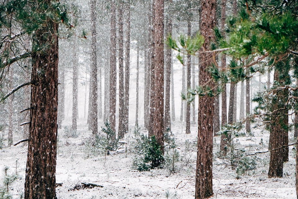 snoeien in januari
