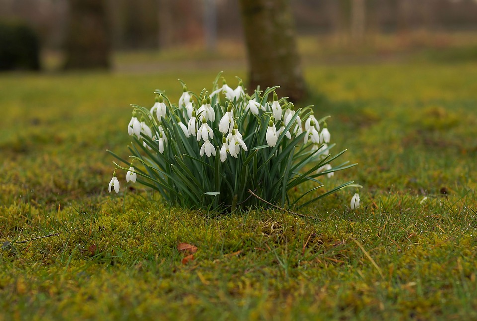 Snoeien in maart: wat kan nu?
