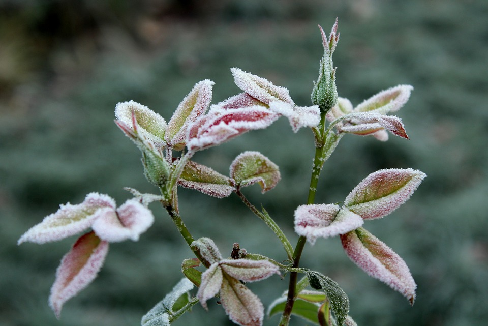 Snoeien in november: wat kan nu?