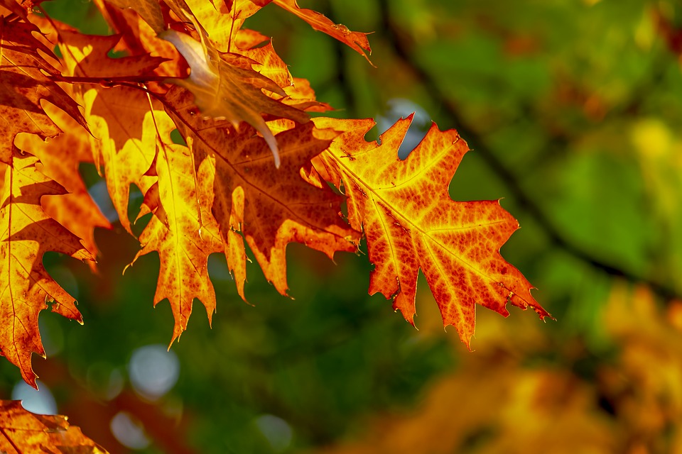 Snoeien in oktober: wat kan nu?