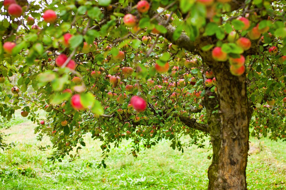 Appelboom snoeien: wanneer en hoe doe je dat?