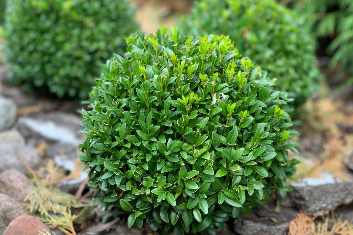 Buxus snoeien: wanneer en hoe doe je dat?