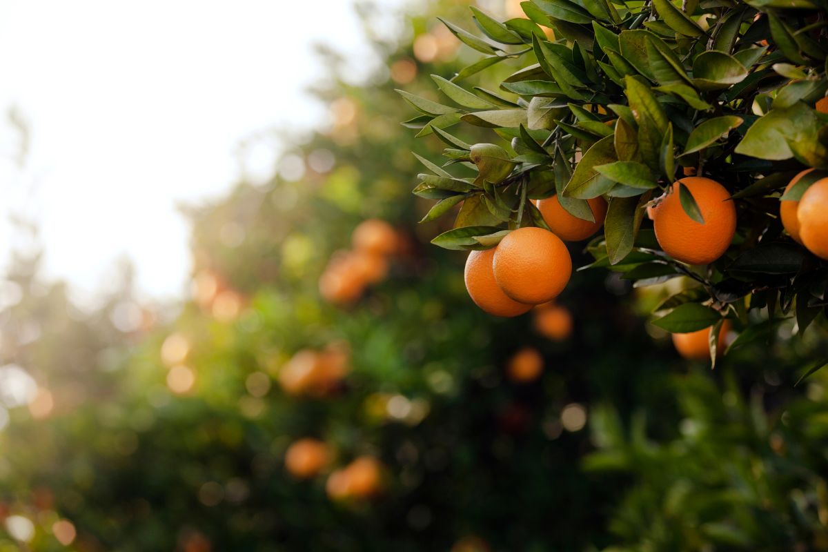 Fruitboom snoeien: wanneer en hoe doe je dat?