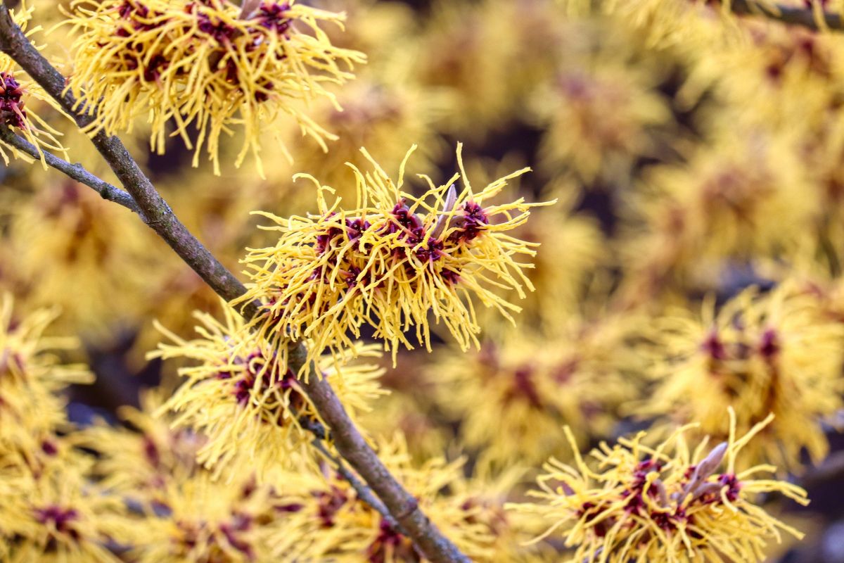 Hamamelis snoeien: wanneer en hoe doe je dat?