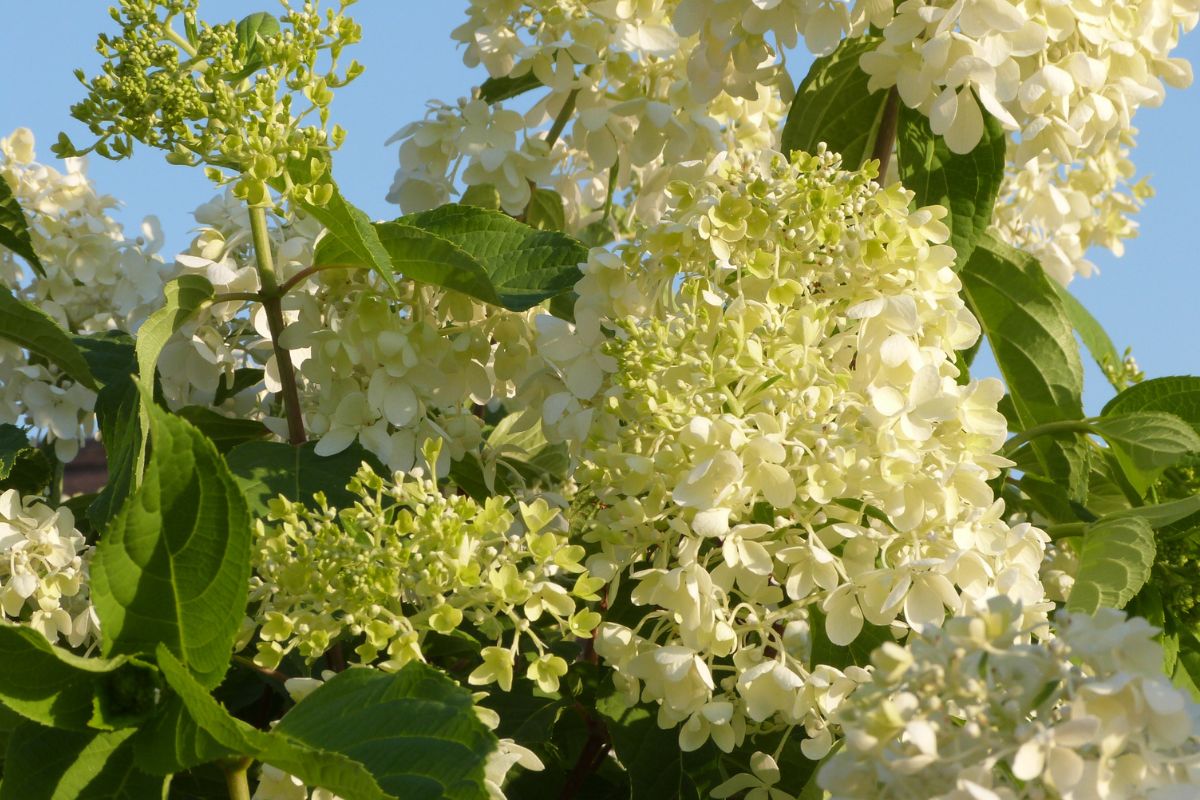 Hortensia snoeien: wanneer en hoe doe je dat?