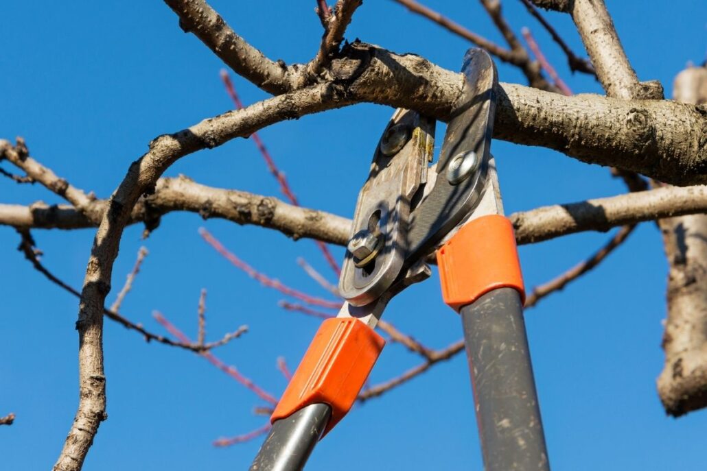 Gekandelaberde boom met vaste gesteltakken en knotten