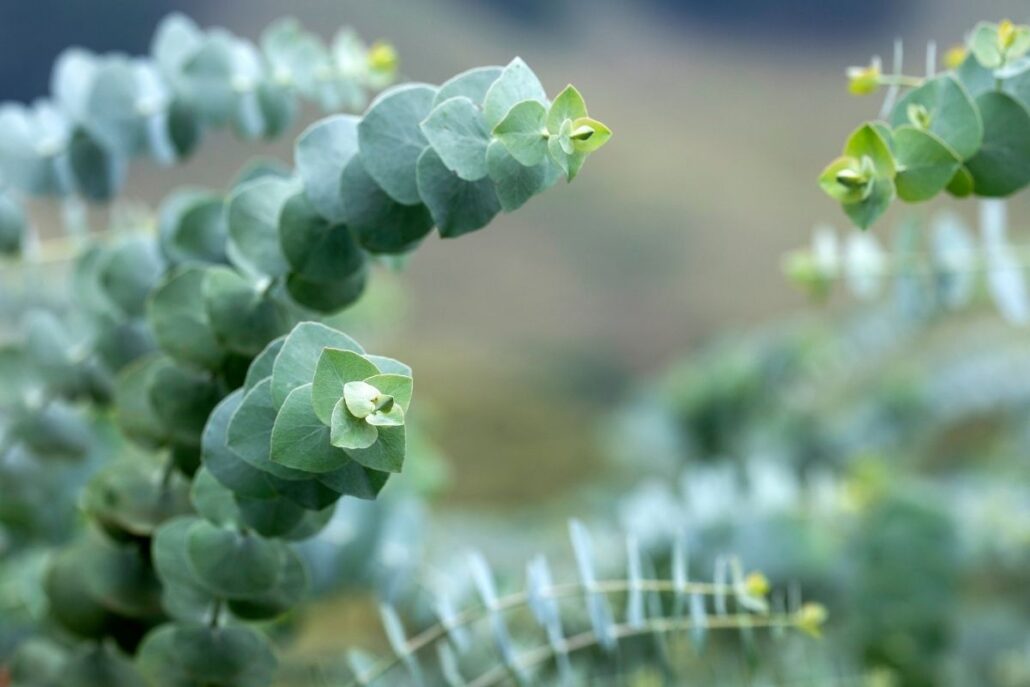 Eucalyptus met rond blauwgroen blad